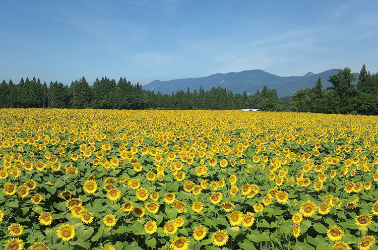 津南町ひまわり